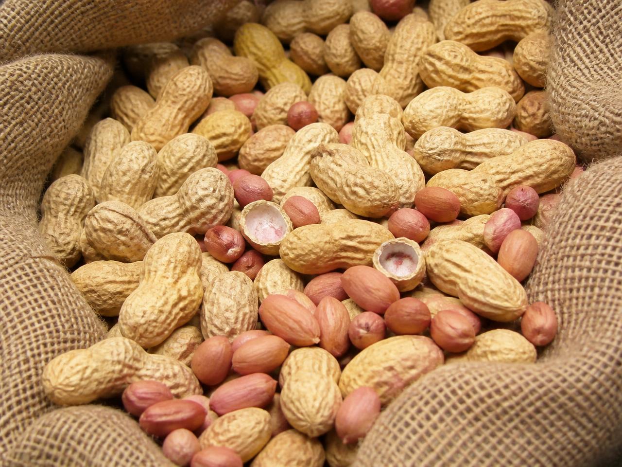 Peanuts in shell and shelled kernels in a burlap sack